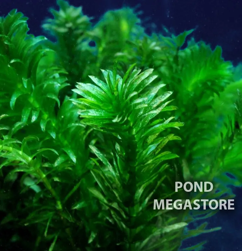 Anacharis (elodea densa)  <br> Great Oxygenating plant and Tadpole food <br> Ships March through June